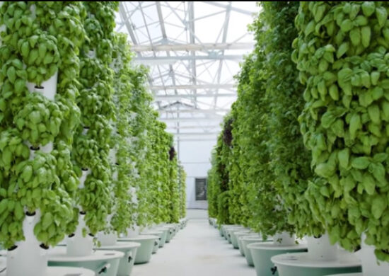 Sustainomics Insights & Trends