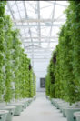 Sustainomics Insights & Trends